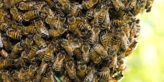 Nairobi Killer Bees Removal Service -Available 24/7 image 2
