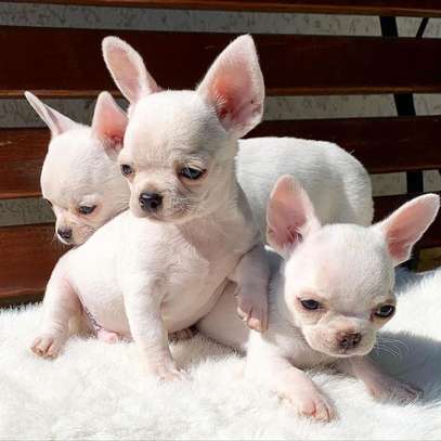 Beutifull Chihuahua Puppies image 2