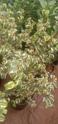 Ficus Benjamina-Curly Pandora image 1