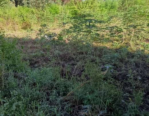 1/4 acre for sell in Busia county,teso south image 2