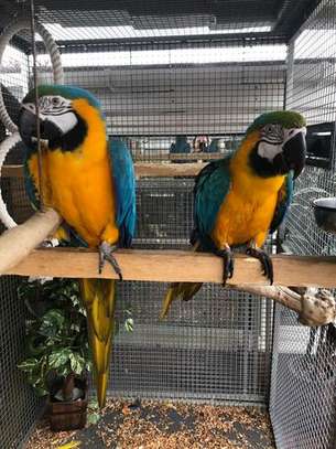 Blue and Gold Macaw parrots for adoption. image 2