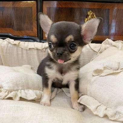 Male baby Chihuahua puppy image 2