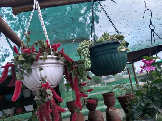 Hanging Baskets image 10