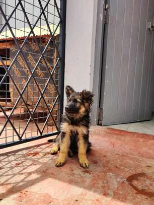 Male German shepherd puppies for rehoming image 3