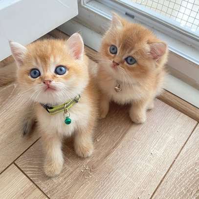 British Shorthair kittens image 1