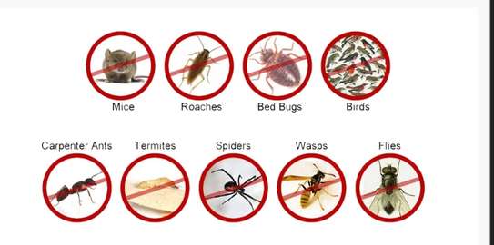 BEDBUGS FUMIGATION  SERVICES IN NAIROBI image 1