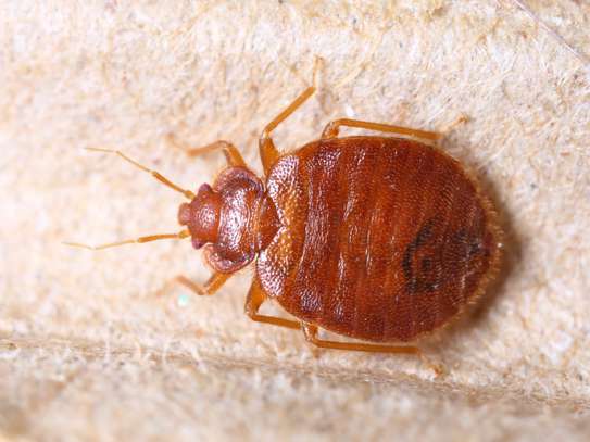 Expert Homes Fumigation & Pest control - Bed Bugs & Cockroaches control | Best Office & Domestic Cleaning Nairobi. image 6