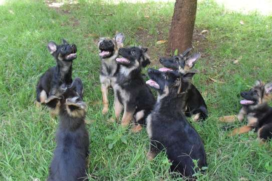 Dogs Puppies For Sale In Kenya Pigiame