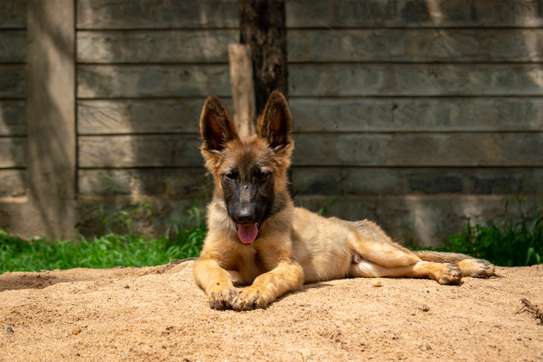Sable German Shepherd Puppies image 4