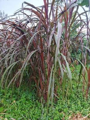 Australian red napier image 5