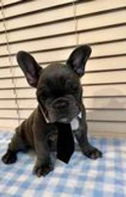 AKC quality French Bulldog Puppy for free adoption!!! image 1