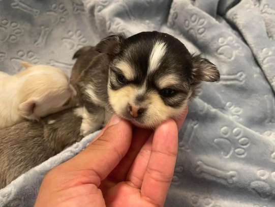 Baby Chihuahua for sale image 1