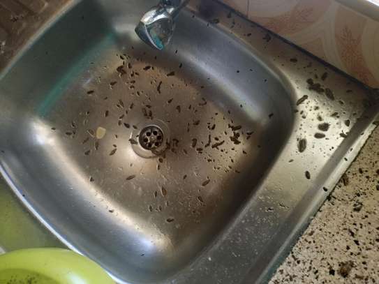 Bedbugs Cockroaches Eradication in Nakuru/Nairobi image 2