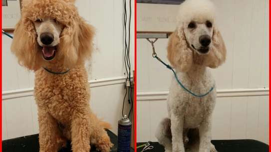 Mobile Pet Grooming | Dog Grooming In Your Own Home image 6
