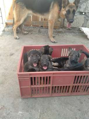gsd pups for sale image 5