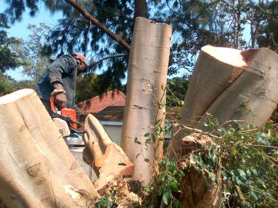 Site clearance Nairobi- Best Land Clearing Specialists . image 15