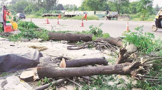 Expert Tree Cutting Services | Tree Cutting and Stump Removal Services| Bestcare Tree Service | Tree Trimming Service | Tree Removal And Landscaping | Affordable Tree Cutting Services | Bestcare Tree Trimming | Reliable Tree Cutting Service in Nairobi | Tree Cutting Services Nairobi.Get A Free Quote Now. image 2