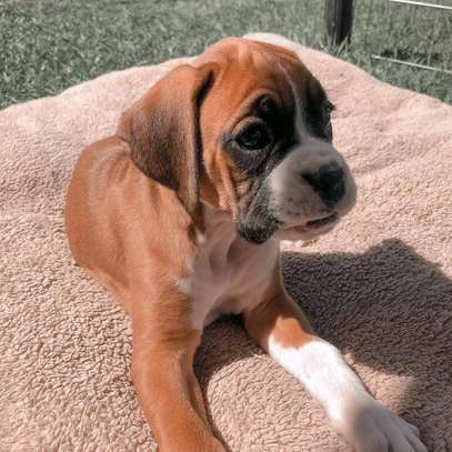 Cute boxer puppy image 1