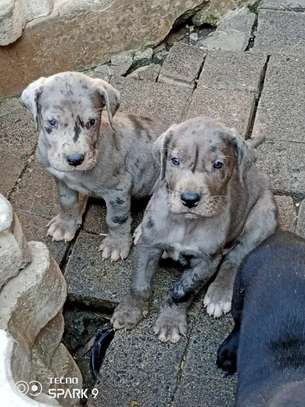 Great Dane puppies image 3