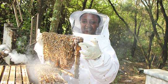Beekeeping Service | From hive installation to honey harvesting, we provide everything that makes home beekeeping a simply beautiful pleasure for you.Call Us for Information image 15