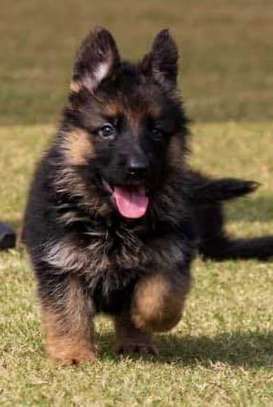 Gsd puppies image 1