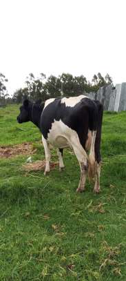 Frisian dairy cow image 6
