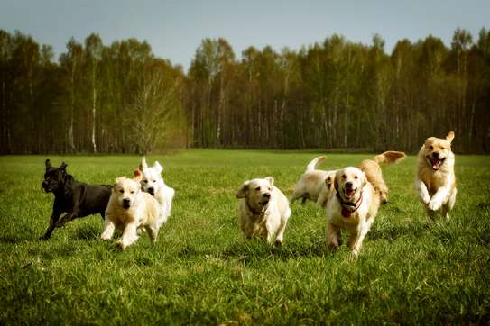 Bestcare Dog Walker and Pet Care Services 24/7 image 7