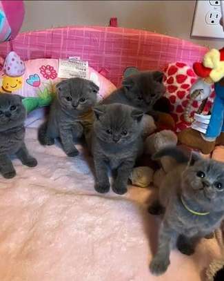 British shorthair kittens image 1