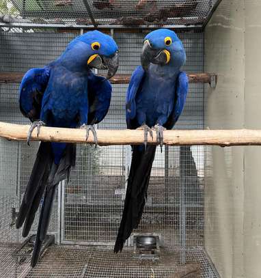 Hyacinth Macaw Parrots for Sale image 1