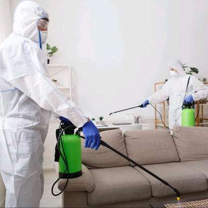 Bedbugs/cockroches removal image 3