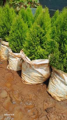 Faith's-Line Landscapers image 5