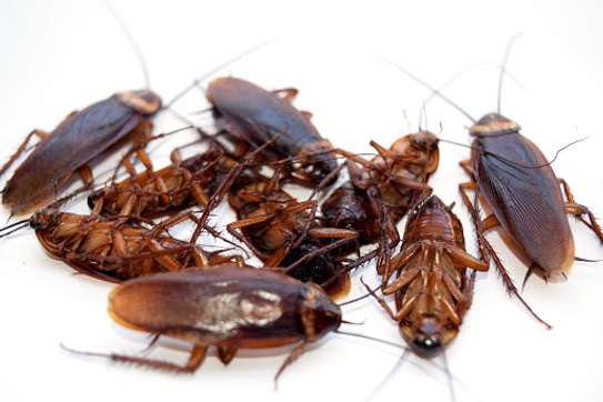 Bed Bug Control Services Kiambu,Thika,Limuru,Ruiru,Kikuyu image 3