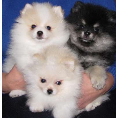 Healthy Pomeranian puppies available image 1
