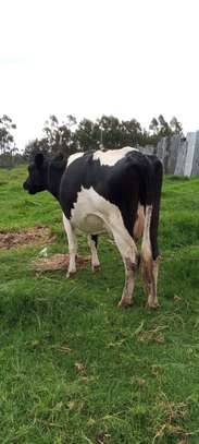 Frisian dairy cow image 2