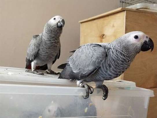 African Grey parrots for an incredibly affordable fee image 1