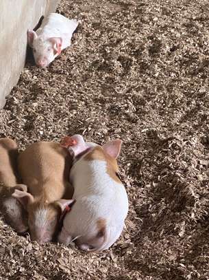 Healthy Pigs Available - Siaya image 13