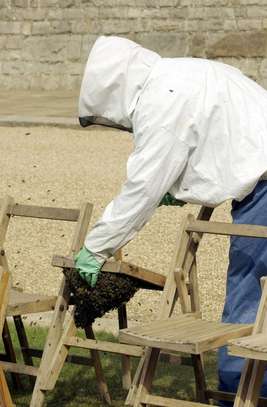 Bee Rescuers | Honey Bee Colony Removal Services image 2