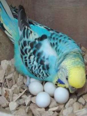 Parrots Eggs Available image 1