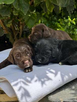 Spaniels🤍 image 7