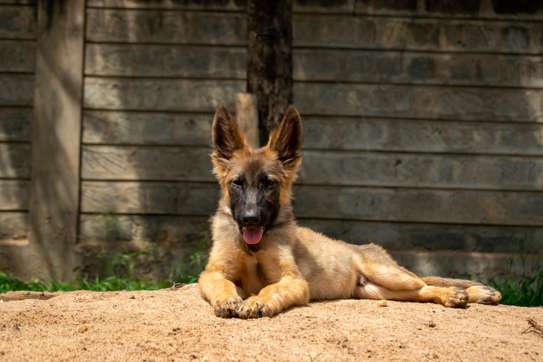 Sable German Shepherd Puppies image 5
