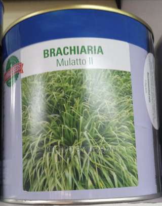Bracharia seeds (1kg) image 2
