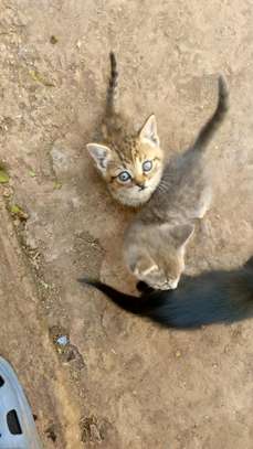 Kittens for Adoption image 3