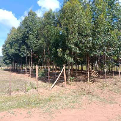 1/4 plot for sale at Limuru Ndeiya 100m from tarmac. image 14