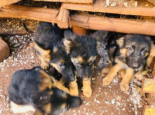 German shepherd pure bred puppies image 3