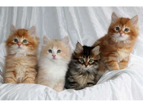 Siberian Kittens for sale image 1