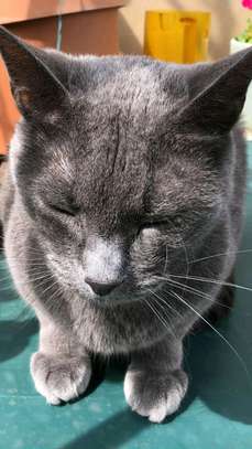 Russian blue kitten for rehoming image 1