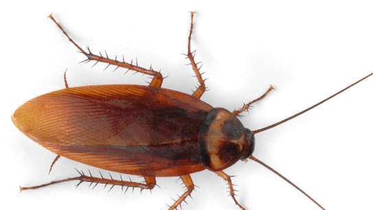 Bed bugs control services in Amboseli/Kilimani/Woodley image 9