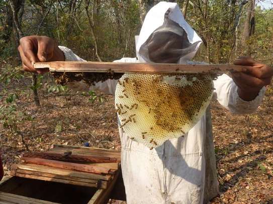 Bee Control Service : Bee Service Nairobi image 4