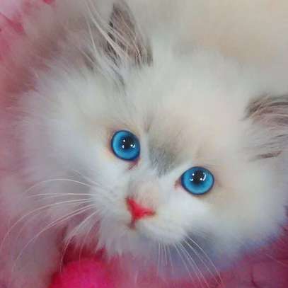 Ragdoll kittens for sale! Please contact us image 1