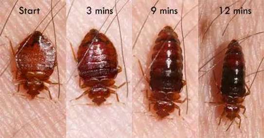 Bedbugs Cockroaches Eradication in Nakuru/Nairobi image 1